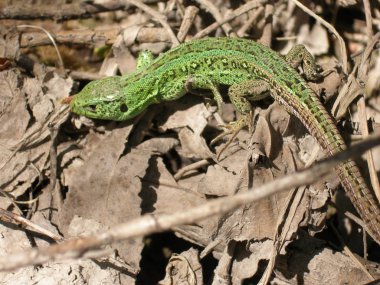 Kurutulmuş yaprakları zemin üzerine yeşil, Zümrüt kertenkele. Bahar.