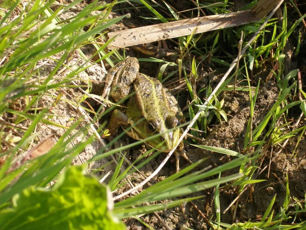 Lézard Vert Émeraude Sur Fond Feuilles Séchées Printemps — Photo