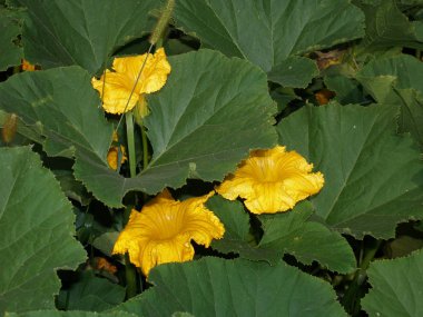 Kabak çiçek bahçesinde. Yaz zamanı.