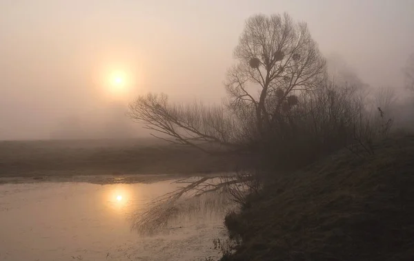 Matin Brumeux Sur Rivière Aube — Photo