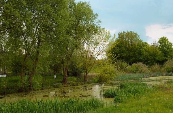 Green Overgrown Pond Summer Park — Stock Photo, Image