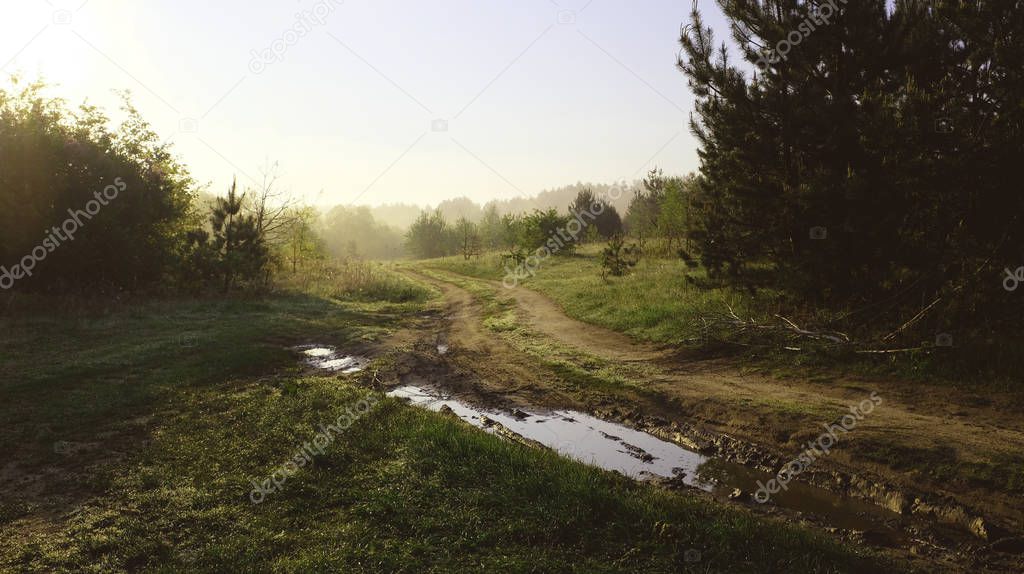Scenic spring. Sunny morning. It will be a warm day. Road in the forest