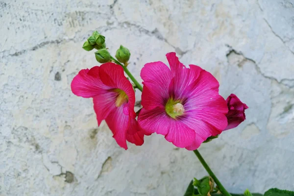 Malva. Hierba con grandes flores brillantes. Malva decocta —  Fotos de Stock