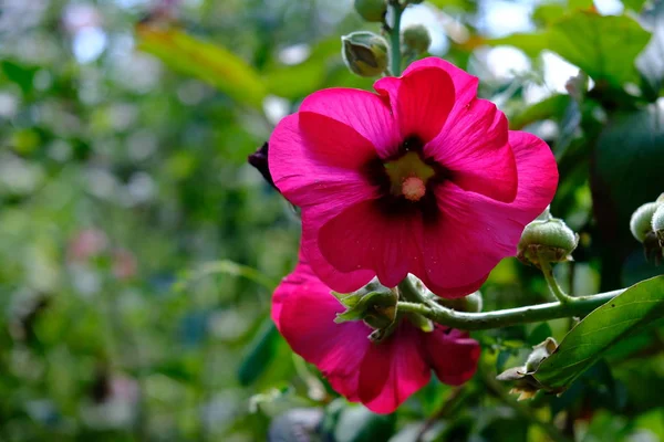 Malva. Hierba con grandes flores brillantes. Malva decocta —  Fotos de Stock