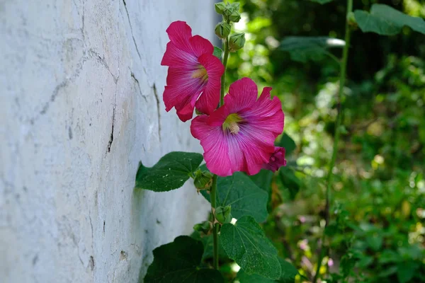 Mályva. Herb nagy fényes virágok. Malva-decocta — Stock Fotó