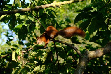 Bu sincap kiraz dalları üzerinde oturur.