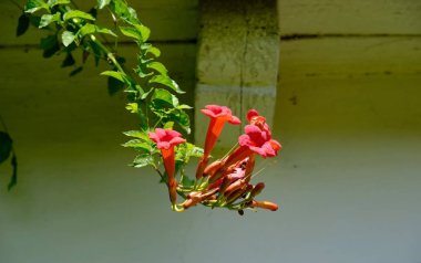 Campsis radyant. Köklü Campsis (lat. Campsis radicans (Tykoma, Tekoma) kökleri üzerinde hava kökleri ile Bignonia ailesinin çok yıllık odunsu asma.