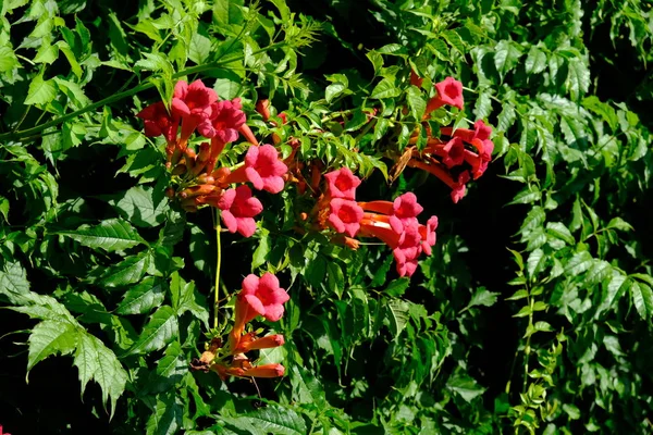 Campsis Radicans Campsis Enraizada Lat Campsis Radicans Tykoma Tekoma Uma — Fotografia de Stock