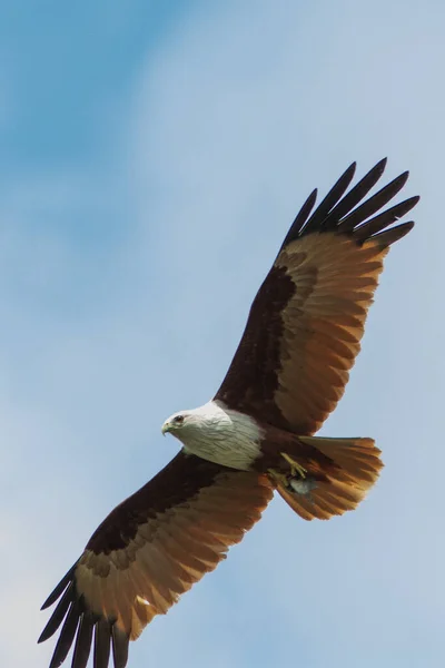 Águila Halcón Cielo Aislado — Foto de Stock