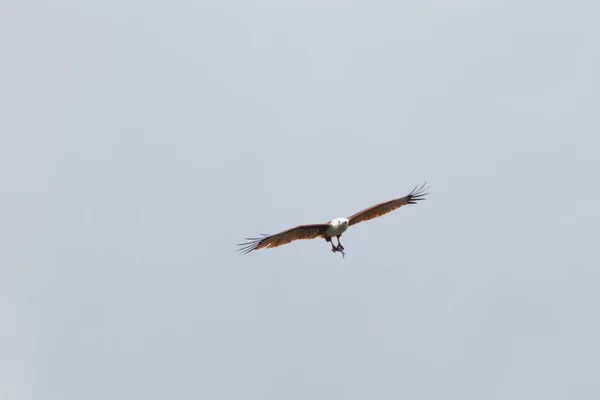 Örn Hök Den Isolerade Himlen — Stockfoto