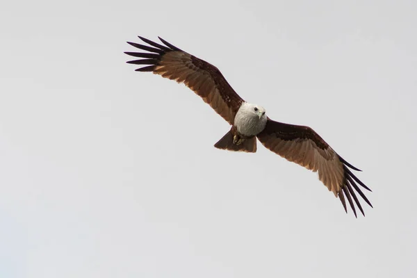 Aigle Faucon Dans Ciel Isolé — Photo