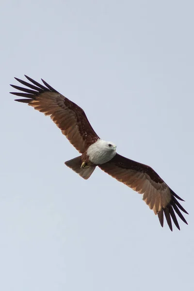 Adler Habicht Abgelegenen Himmel — Stockfoto