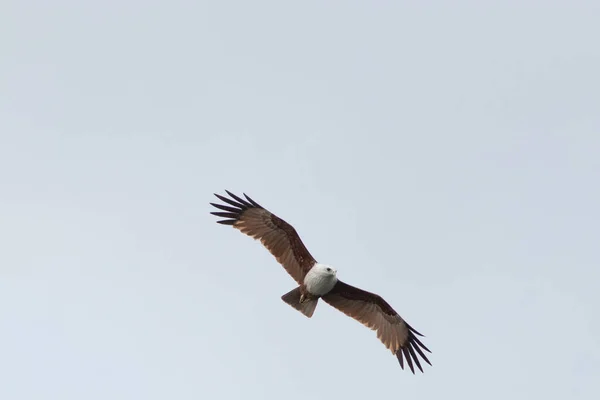 Águila Halcón Cielo Aislado —  Fotos de Stock