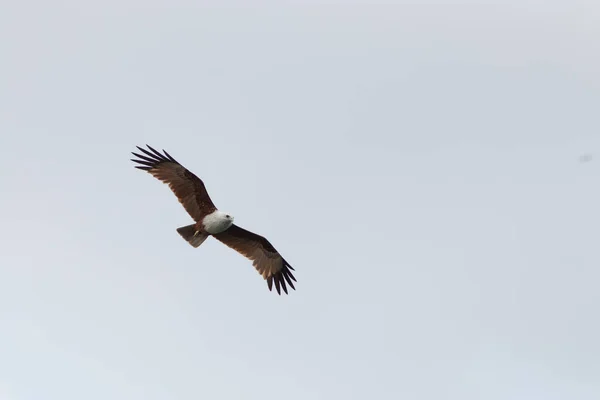 Adler Habicht Abgelegenen Himmel — Stockfoto