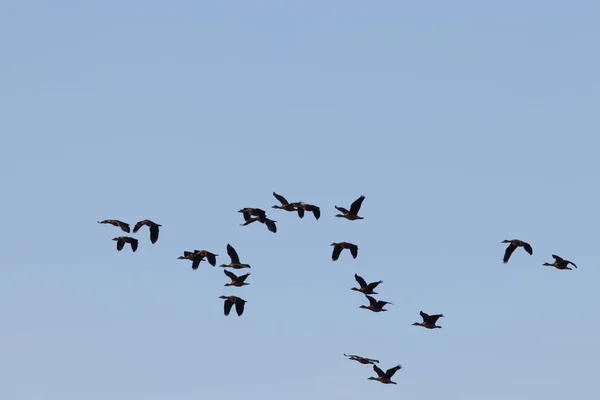 Group of birds with isolated sky