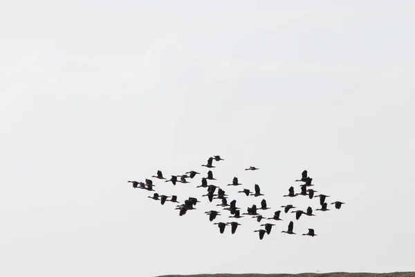 Grupp Fåglar Med Isolerad Himmel — Stockfoto