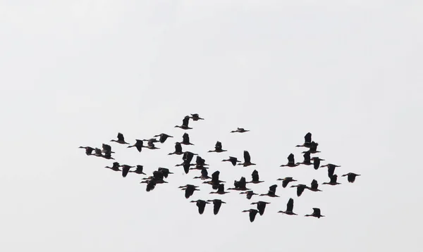 Grupo Aves Con Cielo Aislado —  Fotos de Stock