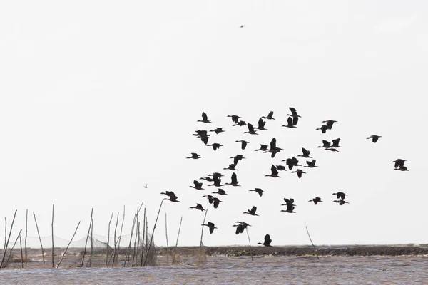 Grupo Aves Con Cielo Aislado —  Fotos de Stock