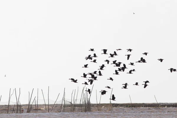 Grupo Pássaros Com Céu Isolado — Fotografia de Stock