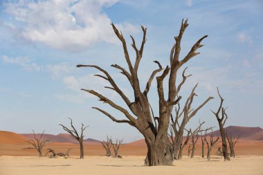 Ölüm Vadisindeki Ağaçlar