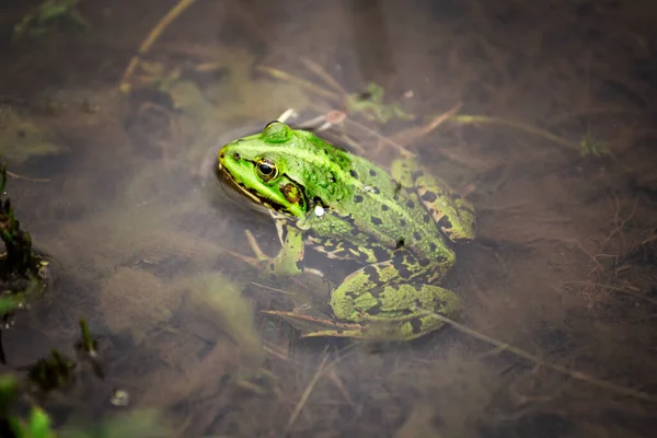 Sapo Aquático Sapo Verde Também Conhecido Como Sapo Comestível Sapo — Fotografia de Stock