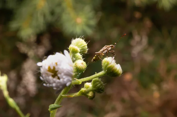 植物の上に座ってバグ 自然環境における昆虫のマクロショット — ストック写真