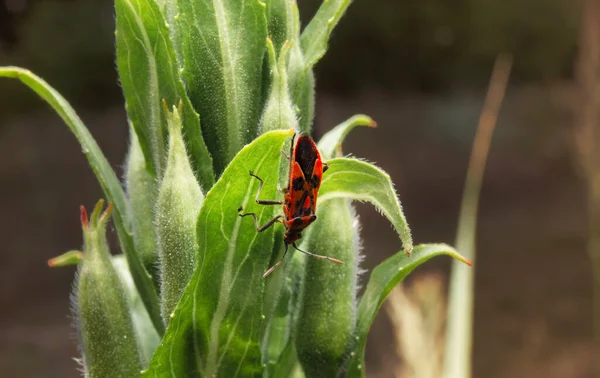 Pyrhocoris Apterus Sentado Planta Macro Shot Firebug Inseto Perto Ambiente — Fotografia de Stock