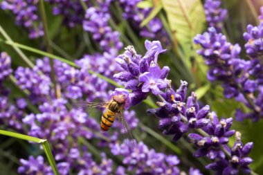 Mor çiçeklerle beslenen uçan sinek. Lavantalı böceğin makro fotoğrafı. Yaz zamanı..