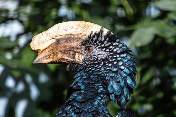 Silvery Cheeked Hornbill Bycanistes Brevis Large Species Hornbill Found Africa — Stock Photo, Image