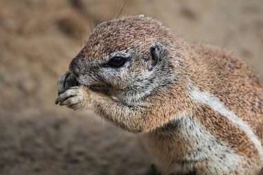 Yer sincabı gevşek topraklarda yuvalanır, mesquite ağaçlarının altında ve krematoryum çalılarının altında. Xerospermophilus tereticaudus yer sincabı portresi.