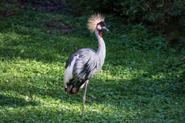 Turna kuşu yeşil çimlerin üzerinde duruyor. Taçlı kuşun portresi.