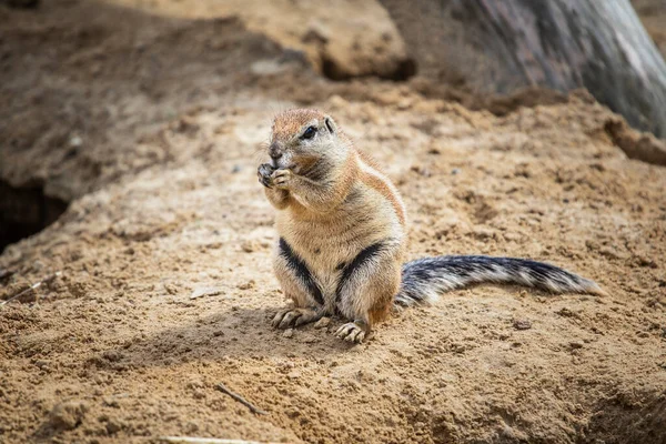 Ground squirrel  burrow in loose soil, often under mesquite trees and creosote bushes. Xerospermophilus tereticaudus has round tail.