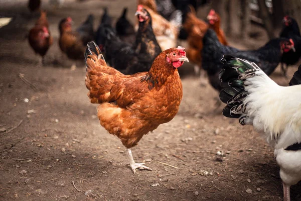 Slepice Farmě Kuřecí Portrét Domácí Zvíře — Stock fotografie