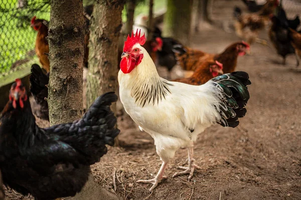 Kohout Farmě Běží Zdarma Domácí Pták Venkově Kuřecí Portrét — Stock fotografie