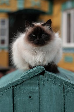 Köydeki evcil kedi. Çiftlikteki sevimli hayvan, gevşemiş komik tüylü hayvan.