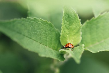 Yeşil yapraklar üzerinde küçük kırmızı uğur böceği duran