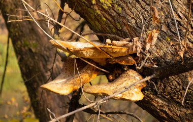 Polyporus Squamosus mantar ağacı üzerinde