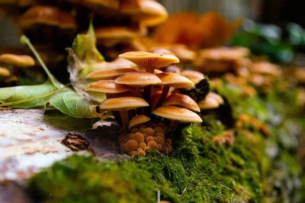 Viele Kleine Pilze Und Moos Auf Holz — Stockfoto