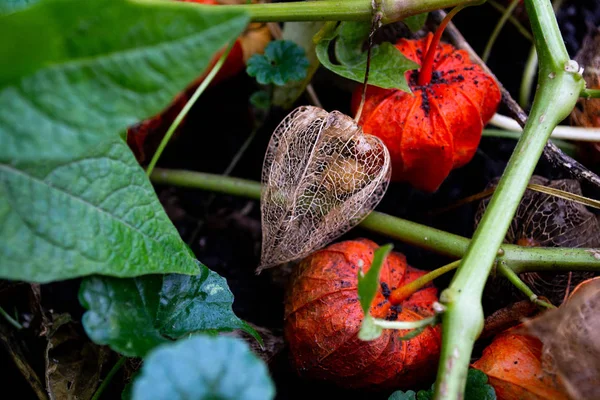 Physalis Beere Reformkost Gartenpflanze — Stockfoto