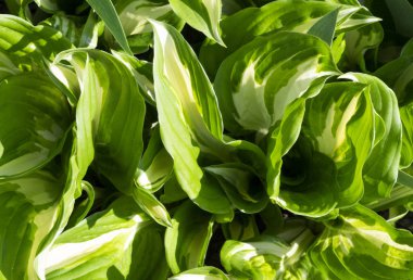 Doğal yeşil yaprakları arka plan, güzel doğa dokusu