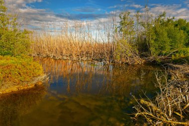 Kuru ağaç bataklık mavi gökyüzünün altında suda ve eveing beyaz buluta yansıtır.