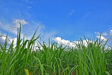 Baston ağacın altında mavi gökyüzü ve beyaz bulut