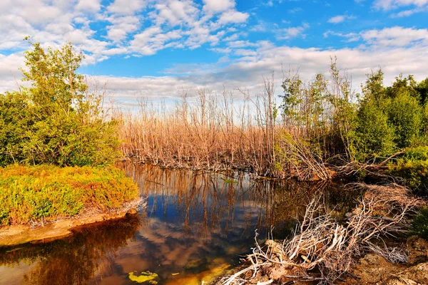 Kuru ağaç bataklık mavi gökyüzünün altında suda ve eveing beyaz buluta yansıtır.
