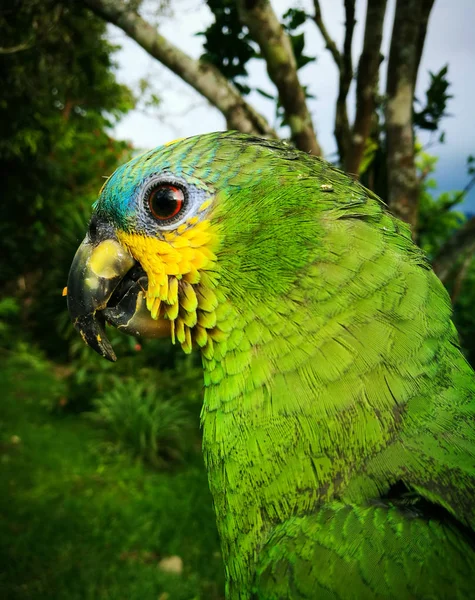 Exotischer Papagei Amazona Aestiva Mit Erstaunlichem Gefieder Verschiedenen Farben Einschließlich — Stockfoto