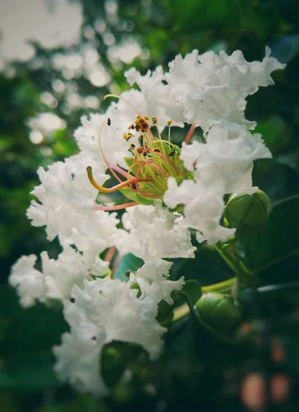 美丽的白色花与弯曲的花瓣和许多黄色丝状的雄蕊一起 — 图库照片