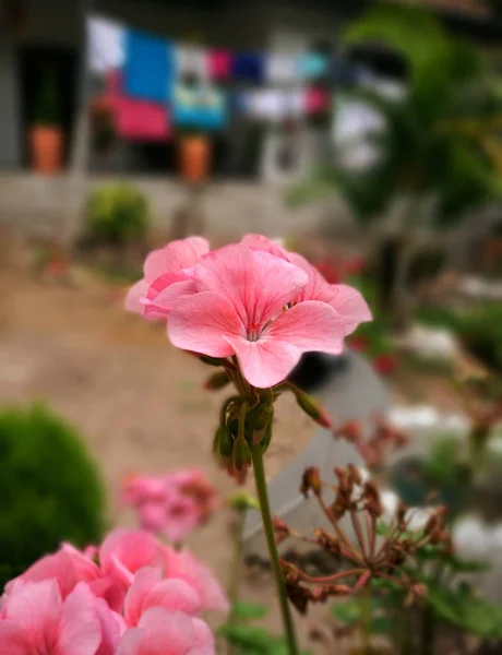 Zarte Weiche Und Kleine Rosa Blume Mit Details Roter Linien — Stockfoto