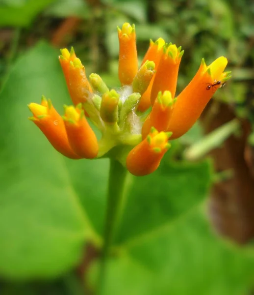 Εξωτικά Φωτεινό Πορτοκαλί Λουλούδι Ένα Μυρμήγκι Μία Από Τις Λάμπες — Φωτογραφία Αρχείου