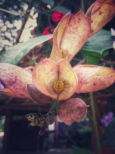 Flor Tropical Exótica Con Pétalos Grandes Cautivadores Con Manchas Púrpuras — Foto de Stock