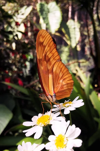 Hermosa Mariposa Naranja Con Detalle Sus Alas Encaramada Pequeñas Flores — Foto de Stock