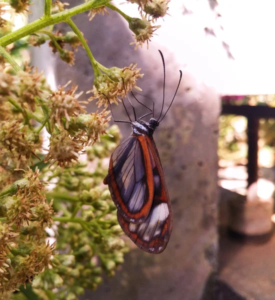 크리스탈 오렌지 가장자리 Nymphalidae 불에서 — 스톡 사진